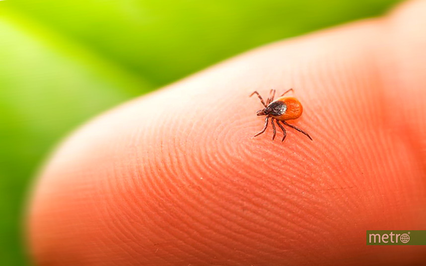 Клещ – опасный паукообразный паразит. Фото Василий Кузьмичёнок