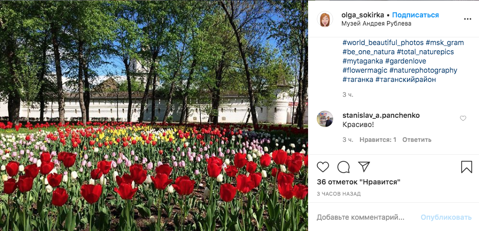 В Москве вовсю цветут тюльпаны. Фото скриншот Instagram @olga_sokirka
