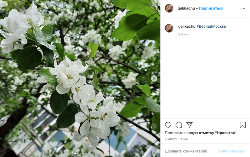 Москвичи выкладывают снимки цветущих деревьев. Фото скриншот Instagram @galikachu