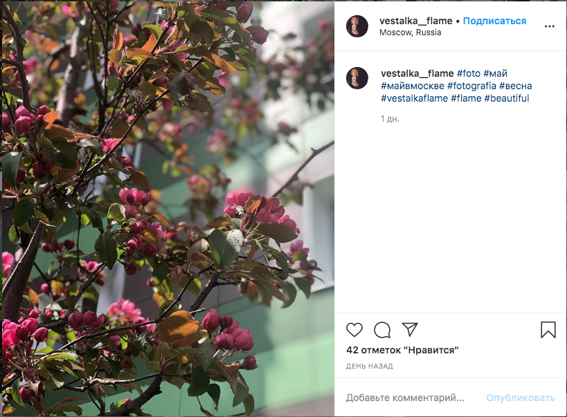 Цветущая яблоня. Фото скриншот Instagram @vestalka__flame