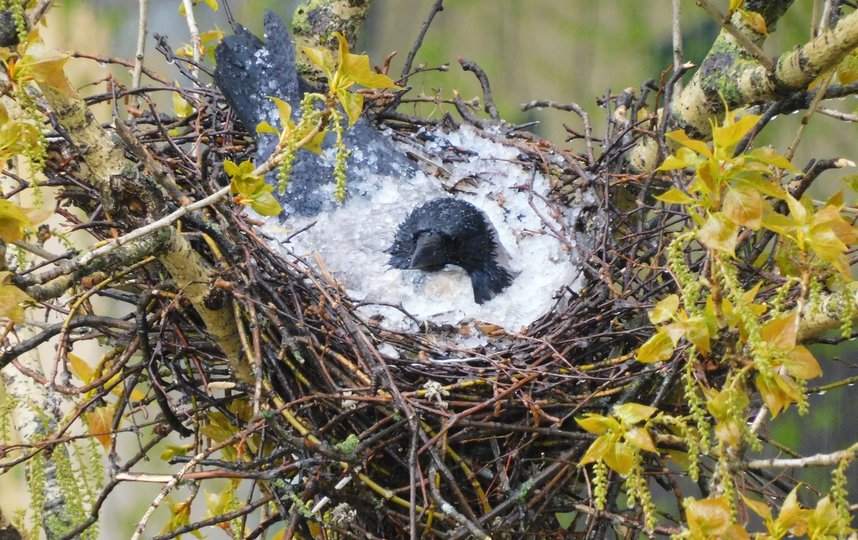 Петербуржцы заметили ворону-мать, защищающую собой гнездо от града. Фото spb_today/Елена Лесина