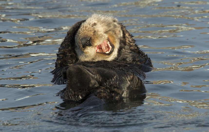 Фотография "Смеющаяся морская выдра". Фото David DesRochers | Comedy Wildlife Photography Awards
