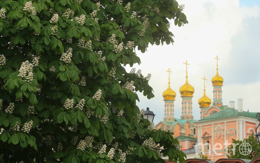 Цветение каштановых деревьев в столице. Май 2020 г. Фото Василий Кузьмичёнок, "Metro"