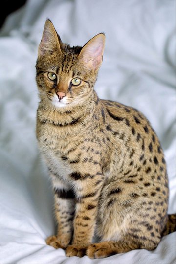 Кошка породы саванна. Фото Getty