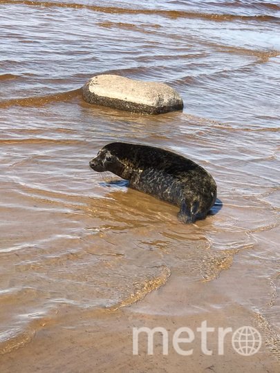 В Балтийское море вернулся тюлень Адмирал. Фото Водоканал, "Metro"
