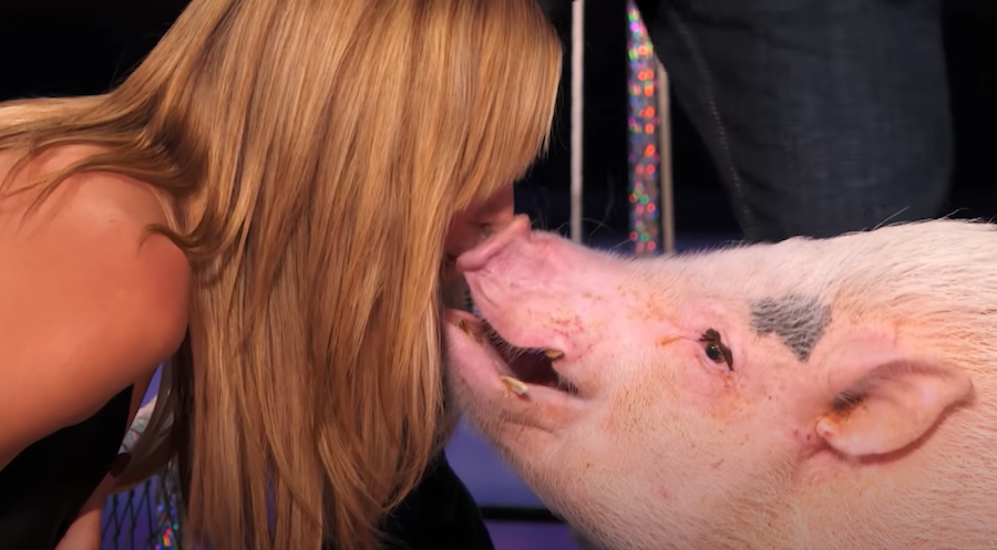 Хайди Клум целует свинью шесть лез назад. Фото скриншот с видео, Скриншот Youtube