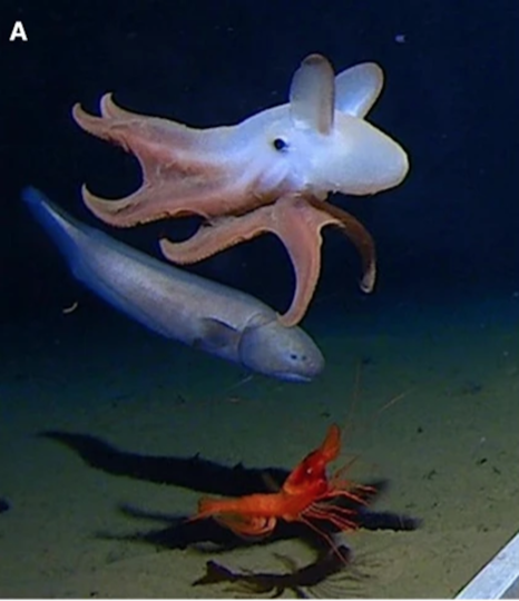 Осьминог на глубине 5 760 метров. Кадр из видео, сделанного "лендером". Фото A.Jamieson | article Marine Biology
