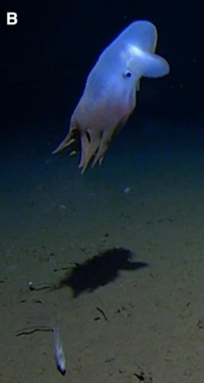 Осьминог на глубине 5 760 метров. Кадр из видео, сделанного "лендером". Фото A.Jamieson | article Marine Biology