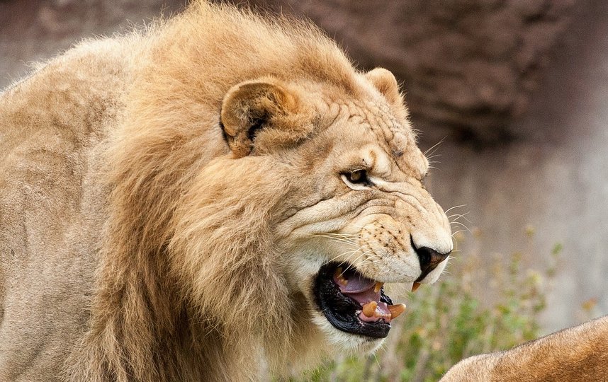 Смотрительница подверглась нападению двух львов. Фото pixabay.com