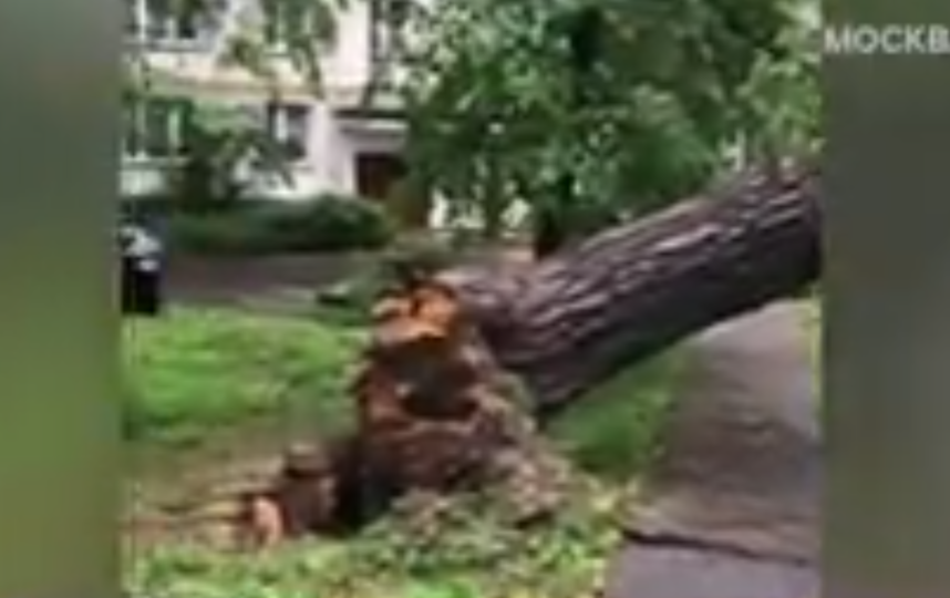 В столице упали 96 деревьев. Фото Скриншот видео "Москва24"