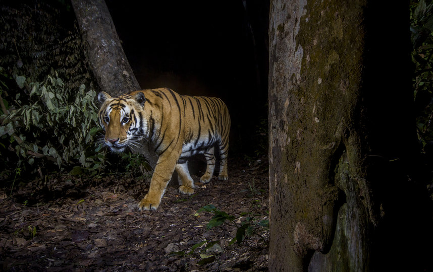 Тигр в Национальном парке Бардия, Непал. Фото Эммануэль Рондо, WWF-US, Предоставлено организаторами
