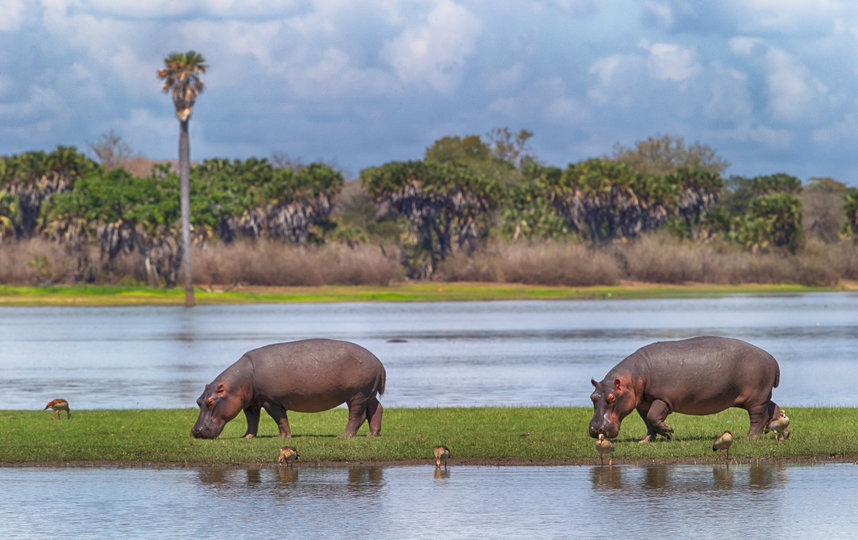 Бегемоты гуляют рядом с рекой Селус в Танзании. Фото Майкл Полиза, Предоставлено организаторами