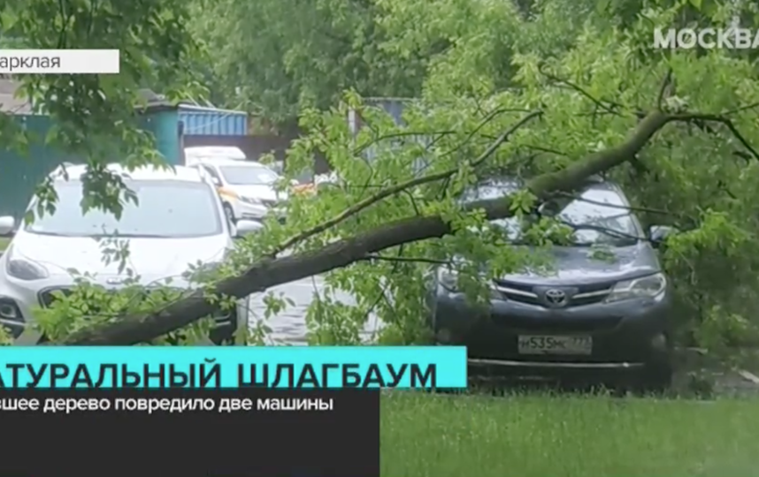На улице Барклая дерево задело сразу две машины. Фото скриншот видео "Москва 24"