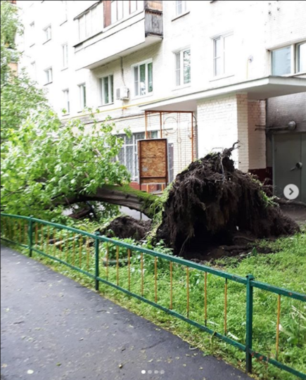 Это дерево уже распилили, вывоз запланирован на 5 июня. Фото скриншот Instagram @pavtip