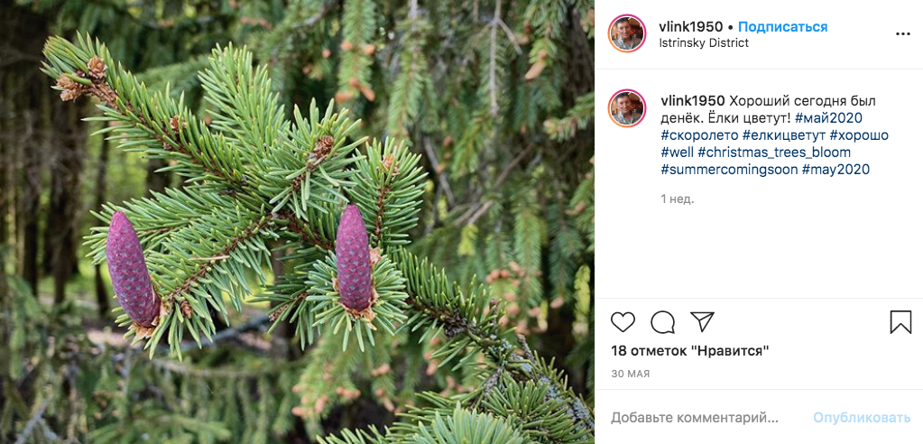 Цветущая ель из Истринского района Подмосковья. Фото скриншот Instagram @vlink1950-1