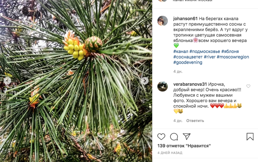 Сосна около Канала имени Москвы. Фото скриншот Instagram @johanson61