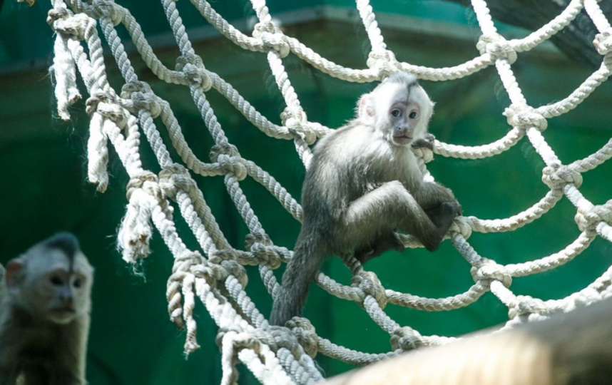 Цепкохвостые обезьяны в столичном зоосаде. Фото Пресс-служба Московского зоопарка
