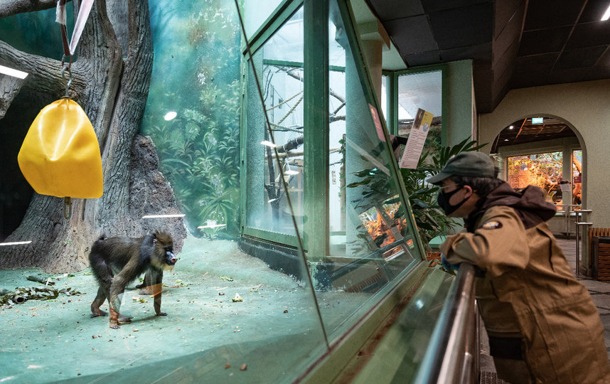 Питомцы во время карантина. Фото zoo.museum-online.moscow/ Михаил Киракосян