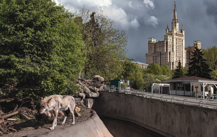   .  zoo.museum-online.moscow/  
