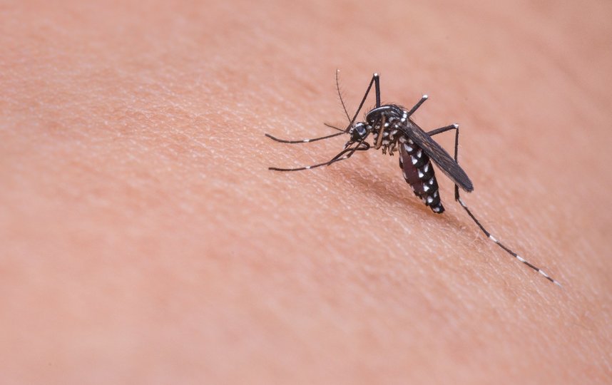 Как рассказали эксперты, комары для человека – большая проблема. Фото pixabay