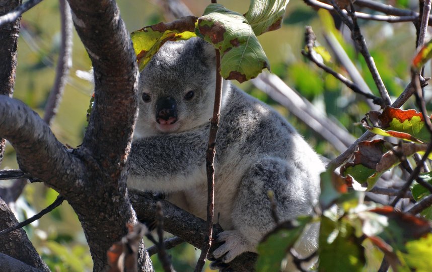 По словам ведущего исследователя Гранта Хамильтона, "популяция коал находится в беде с начала 2019 года". Фото предоставлено Квинслендским технологическим университетом