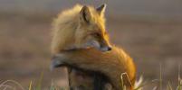Необычное семейство лис расскажет о Камчатке