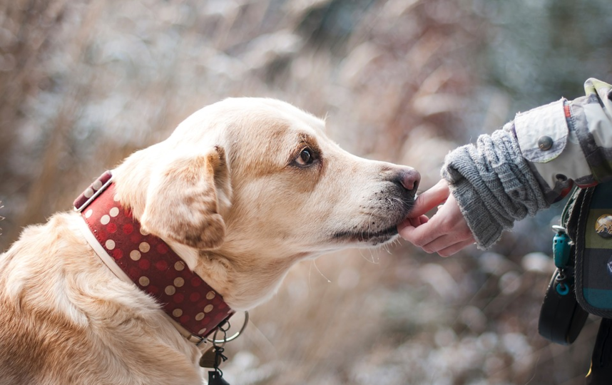 Самая популярная кличка собак - Оскар. Фото pixabay.com, "Metro"
