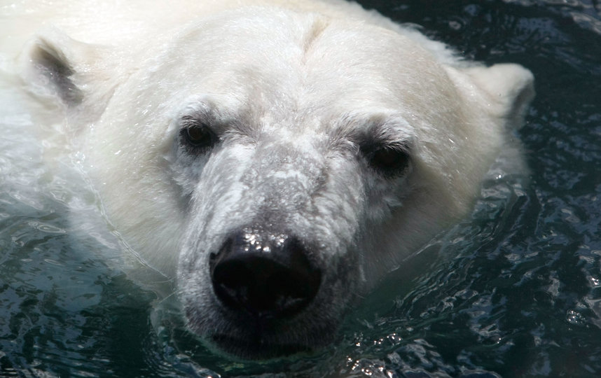 Международный союз охраны природы (МСОП) относит белых медведей к категории уязвимых к вымиранию. Фото Getty