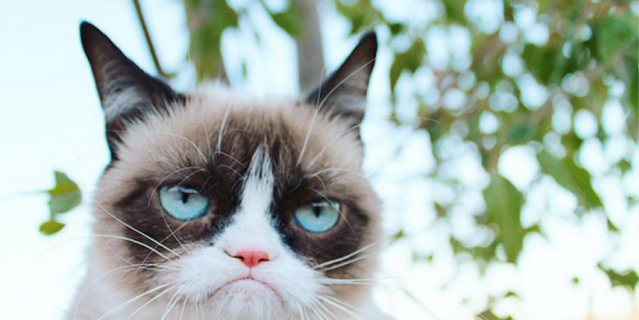 Grumpy Cat. Grumpy Cat.