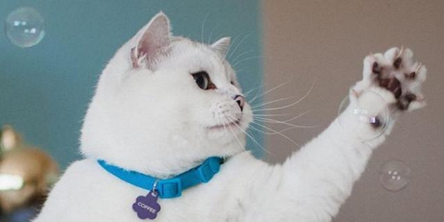 Мистер Уайт. Мистер Уайт.