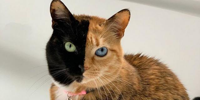 Кошка Венера. Кошка Венера.