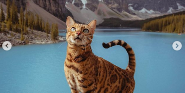 Кошка Суки. Кошка Суки.