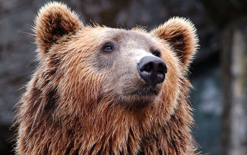 Медведь убежал в лес. Фото Pixabay.