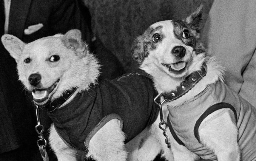 Четвероногие космонавты - собаки Белка и Стрелка. Фото roscosmos.ru.