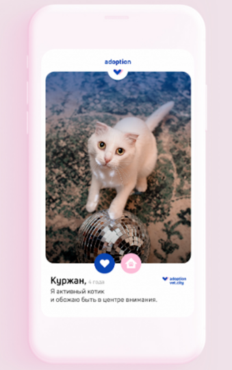 По результатам теста мне предложили милого кота по имени Куржан. Фото cкриншот теста на сайте www.vet.city
