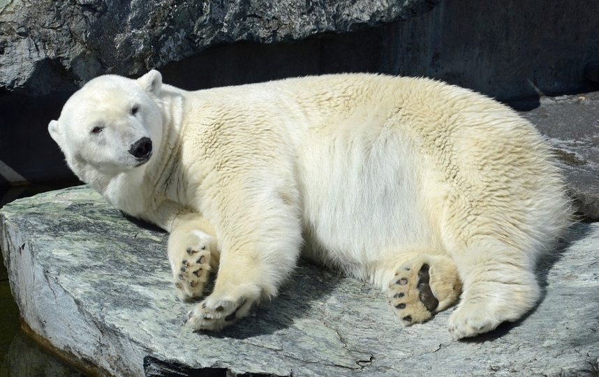 Белый медведь напал на туриста. Фото Pixabay.