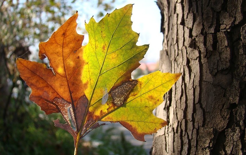 В сентябре природа вокруг нас преображается: листва на деревьях окрашивается в золотистые, рыжие, красные оттенки. Фото pixabay.com, архивное