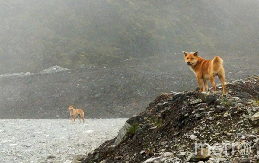 Новогвинейские поющие собаки. Фото New Guinea Highland Wild Dog Foundation