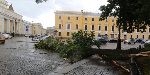 Сильный порыв ветра свалил почти вековой клен в Михайловском сквере прямо напротив Русского музея.