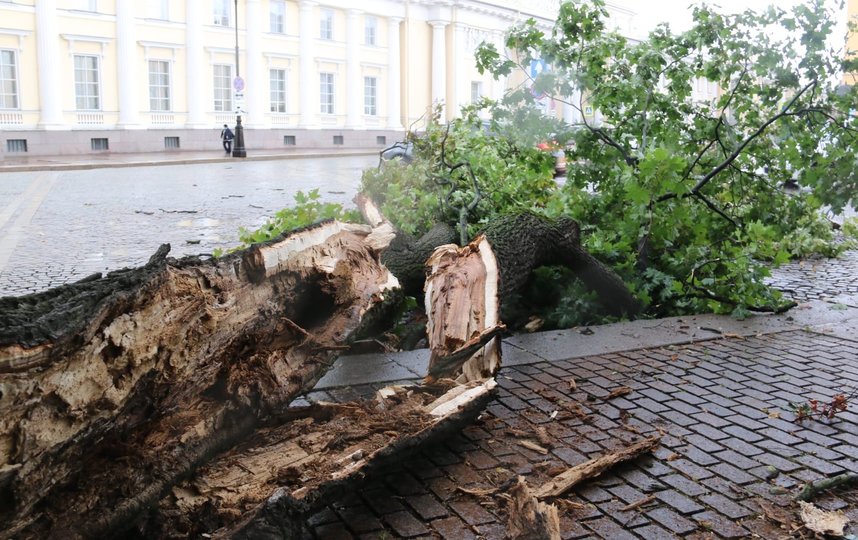 Сильный порыв ветра свалил почти вековой клен в Михайловском сквере прямо напротив Русского музея. Фото https://vk.com/kb_spb