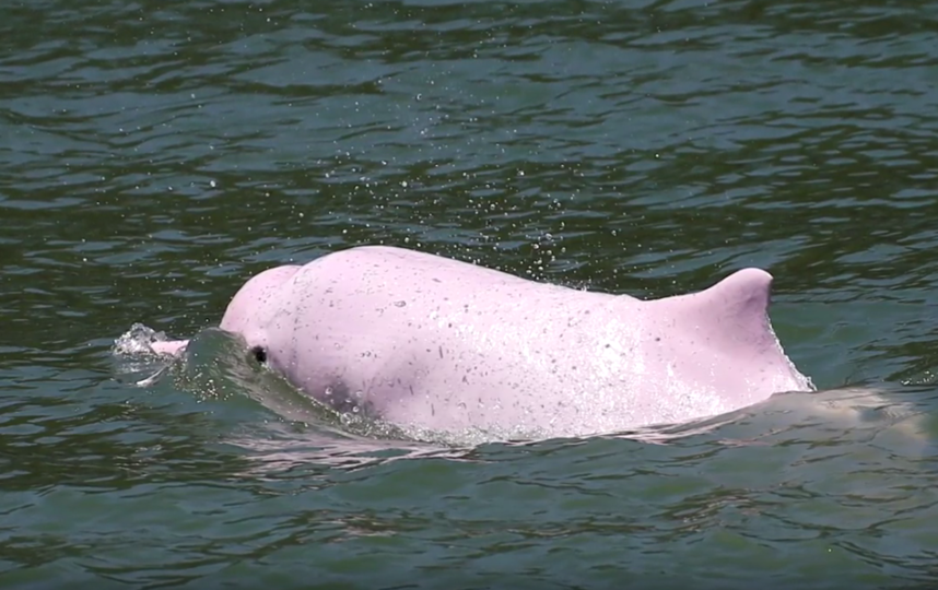 В Гонконг вернулись редкие горбатые дельфины
