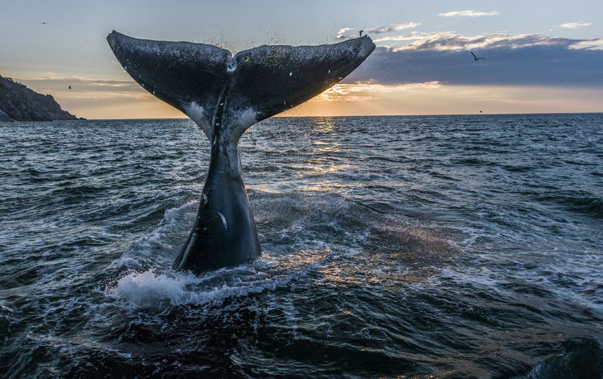Гренландский кит. Фото Михаил Коростелёв