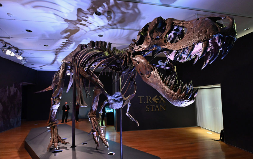 Это один из самых полных скелетов тираннозавра рекса: в нём насчитывается 188 костей. Фото AFP