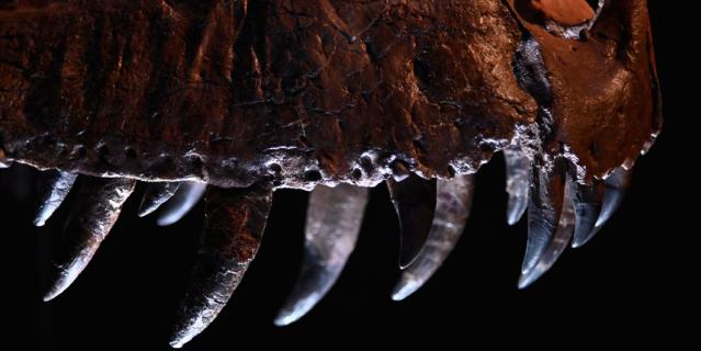 Острые зубы тираннозавра достигают более чем 27 см в длину.