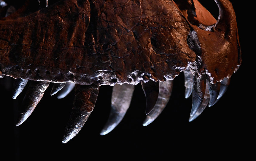 Острые зубы тираннозавра достигают более чем 27 см в длину. Фото AFP