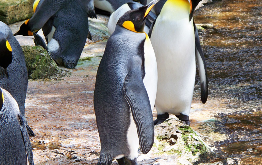 Пингвин стал жертвой коронавируса. Фото Pixabay.