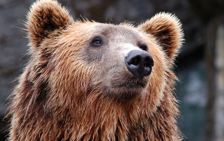 Медведя легко можно встретить и зимой. Фото Pixabay.