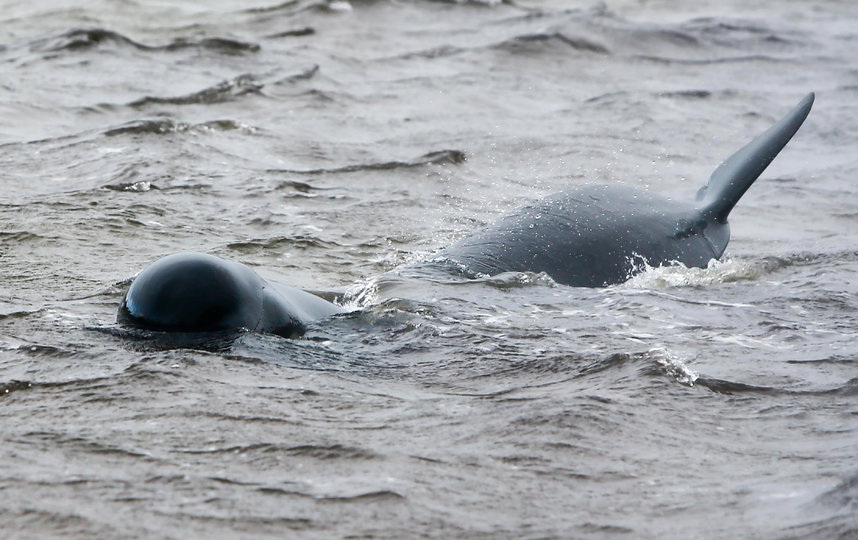 К вечеру среды спасателям удалось спасти 50 китов. Фото AFP