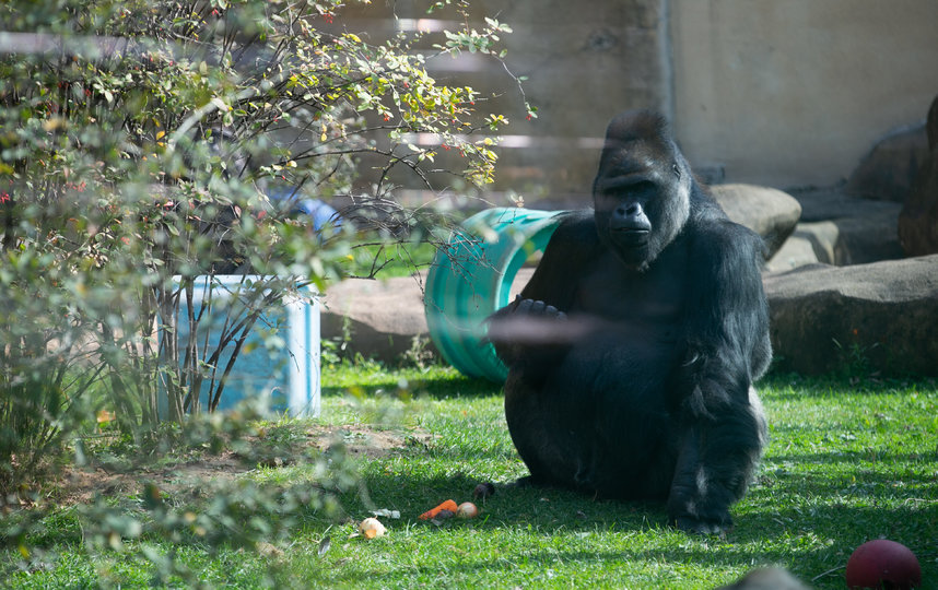У горилл в зоопарке устрашающий вид, на деле же они милые и добродушные. Фото Василий Кузьмичёнок