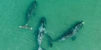 Фотограф рассказал, как искал китов на Шантарских островах